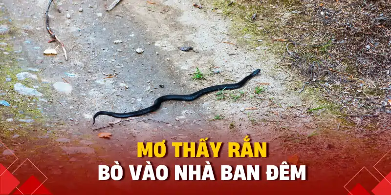 Mơ thấy rắn bò vào nhà ban đêm