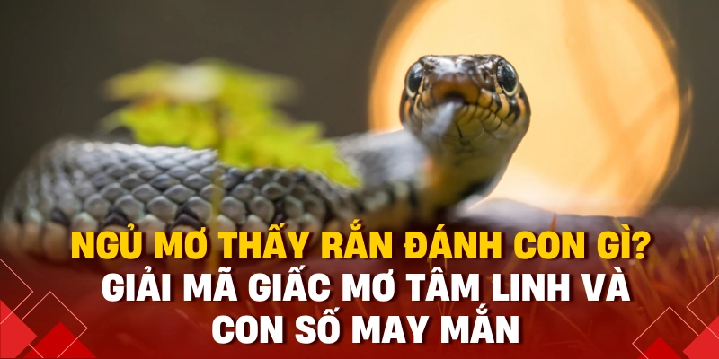 ngủ mơ thấy rắn đánh con gì 98win